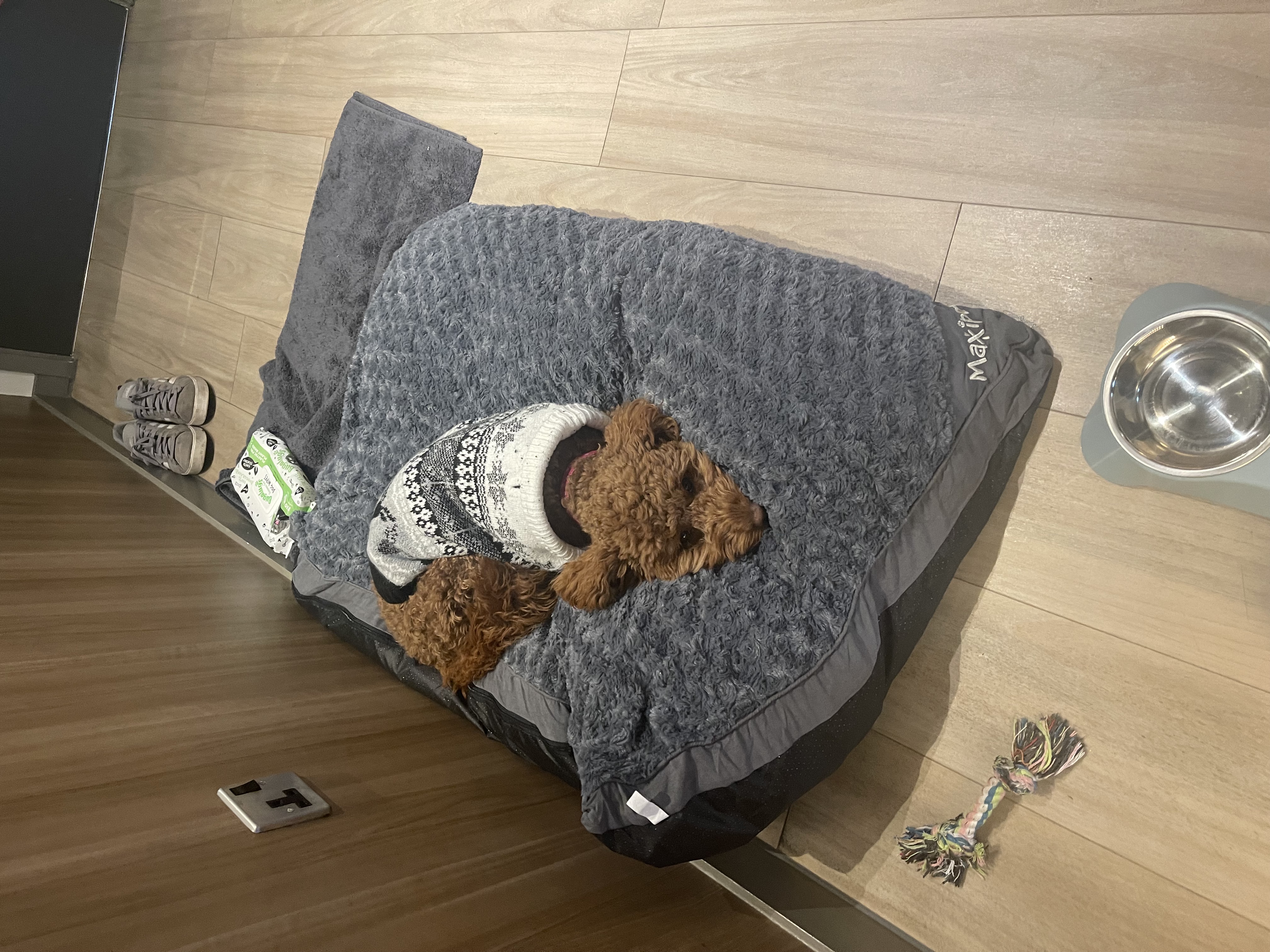 Dog Amenities